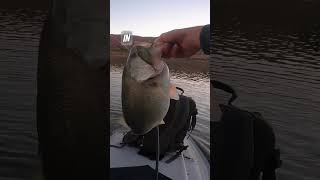 3 Lipless Crankbait Mistakes to Avoid bassfishing [upl. by Aitenev677]