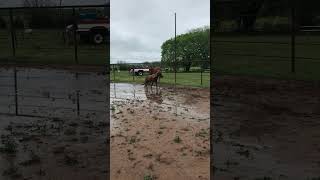 Sychronized Horse Play  a mini pony and its shadow [upl. by Libbie]