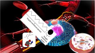 Paratireoide e Supra Renal [upl. by Irmina43]