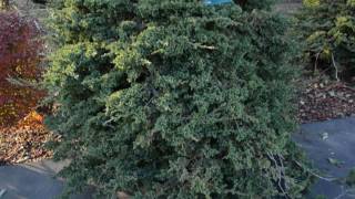 juniperus procumbens ハイビャクシン這柏槇 ヒノキ科 [upl. by Kemble]