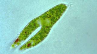 Euglena  Longitudinal binary fission [upl. by Nevek]