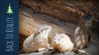 How Groundhogs Hibernate  Plus BABY Groundhogs [upl. by Singer]