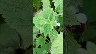 A sunny day in late November brings out a queen Bufftailed Bumblebee to feed on Deadnettle [upl. by Khalin]