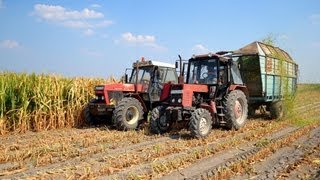 Silózás 2013 Zetor 16145 Fortschritt E281 T150K MTZ [upl. by Aesoh]