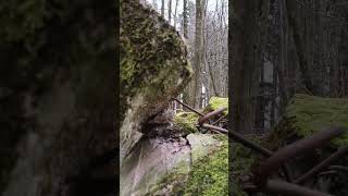 WESTWALL  Auf den Spuren der Deutschen Wehrmacht  BUNKER an der Siegfried Linie shorts [upl. by Oilcareh911]