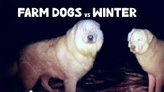 How My Dogs Sleep Outdoors in Winter [upl. by Edin]