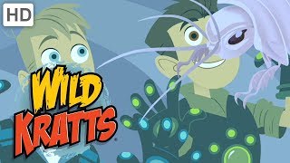 Wild Kratts 🦉🐙 Incredible Creatures Part 2  Kids Videos [upl. by Sihonn148]