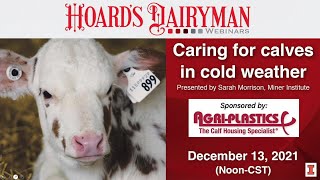 Caring for calves in cold weather [upl. by Cerell]