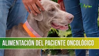 Importancia en la Alimentacion Canina de los Pacientes Oncologicos  TvAgro por Juan Gonzalo Angel [upl. by Kaleb992]