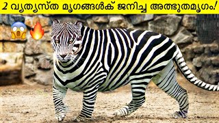 Scariest Hybrid Animals That Actually Exist   Malayalam [upl. by Esil]