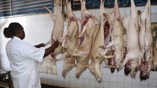 AïdelKébir 2024  la traque des abattoirs clandestins sorganise [upl. by Crispa]