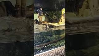 Otter show di aquarium safari jakarta animals cute diaryoflife jakartaaquarium funny [upl. by Nathalia]