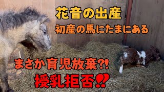 【馬の赤ちゃん】花音の出産、まさかの育児放棄、ミルク放棄は初産の馬にたまにある [upl. by Raddie]