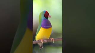 Gouldian finch mating dance  Gouldian finches birds [upl. by Love]