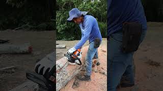 Cortar árbol con Motosierra STIHL MS 382 [upl. by Ahsaetal831]