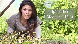 Medicnal Uses of Spilanthes Acmella oleraceae [upl. by Inilahs]