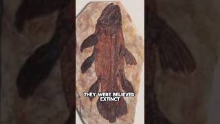 The Coelacanth was thought to be Extinct but it isnt [upl. by Leruj]