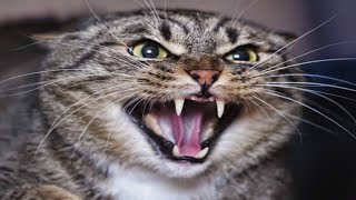 Male Cat In Heat Sounds  Male Cat Angry Sound  Male Cat Voice [upl. by Bartolemo]