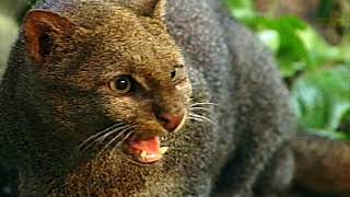 Jaguarundi a little known cat [upl. by Arikat]