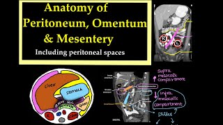 Anatomy of PeritoneumOmentum and Mesentery Including peritoneal spaces l radiology [upl. by Schwinn]