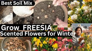 Grow lovely and Scented Freesia this winter  Freesia Bulbs Planting gardening winterflower [upl. by Celie647]