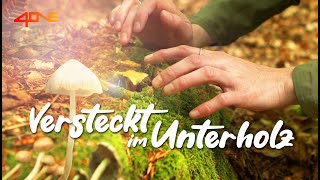 Versteckt im Unterholz  Pilzwelten entdecken  TEIL 1 [upl. by Ailegra]