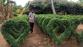 Beautiful Malpighia Desings  Malpighia plants in telugu  Landscaping Plants  Ashok Chakra Nursery [upl. by Paxon]