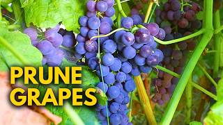 How to Prune Table Grapes for BEGINNERS [upl. by Nedrah]