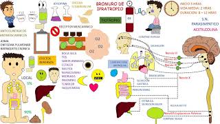 Cómo usar el inhalador Bromuro de Ipratropio [upl. by Juanita]