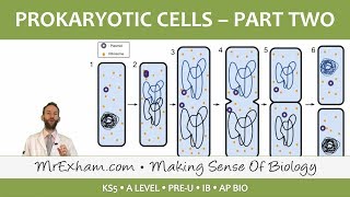 Prokaryotic Cells  Antibiotics reproduction and pathogens  Post 16 Biology A Level PreU IB [upl. by Israeli]