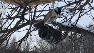 How to make a simple nyjer seed bird feeder [upl. by Loredana907]