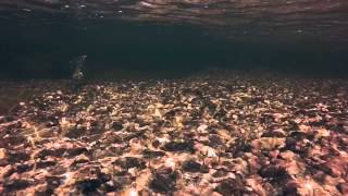 Camp North GreenlandArctic Char [upl. by Martinson]