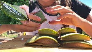 ASMR ALOE VERA CHALLENGE  SOFT STICKY CRUNCHY SOUNDS [upl. by Nuahsyar804]