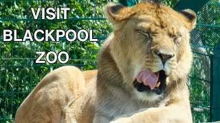 Visit Blackpool Zoo For an Amazing Day Out [upl. by Sitra608]