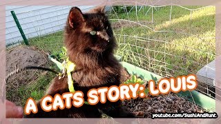 A CATS STORY  Louis the Black Cat Wears a Harness [upl. by Sirtaeb]