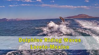 Dolphins Riding Waves Loreto Baja Mexico [upl. by Eignav]