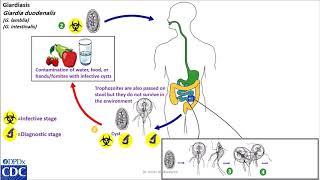 Giardia intestinalis life cycle [upl. by Aro]