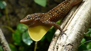 Anolis oculatus montanus [upl. by Dorothy]