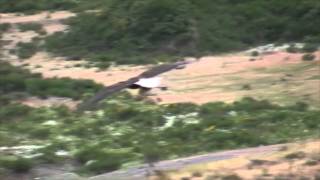 Bald Eagle vs Canada Goose [upl. by Karen]