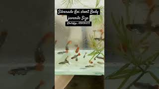 Guppy fish for Sales  Tamil Aquarium  Tamil fish Sales  Betta amp Guppy Fish [upl. by Joselow]