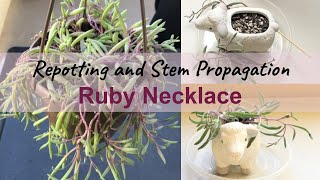 Ruby Necklace Repotting and PropagationOthonna Capensis [upl. by Lemor744]