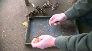 Where to Find and How to Plant Pine Tree Seeds [upl. by Burford]