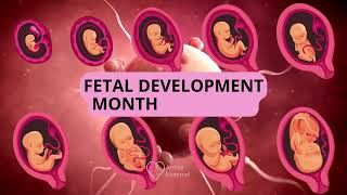 Fetal development month by month 👶 Embryo And Fetus evolution In Moms Womb AM [upl. by Sielen]