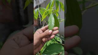 Benefit of Belpatra patra roots in vastushastra shortsfeed belpatra shorts viral ytshorts plan [upl. by Tollmann655]