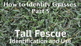 What Kind of Grass is on My Lawn  Tall Fescue Identification and Use [upl. by Pasadis558]