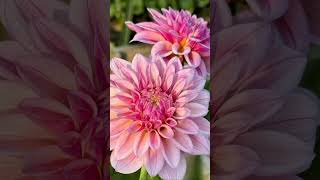 Everyone loves dahlias for intricate designs amp colours of their petals of large size flowers [upl. by Aimak182]