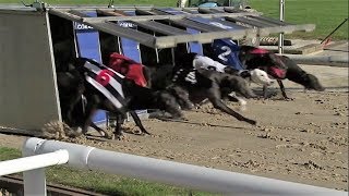 Greyhound race  Track racing [upl. by Cornie955]