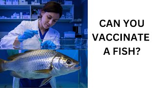 Fish Vaccines [upl. by Ginelle]