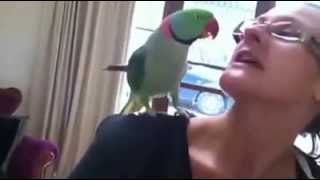 Marty quotThe Magnificentquot Alexandrine Parrot Talking and Waving quotBye Byequot [upl. by Olnton]