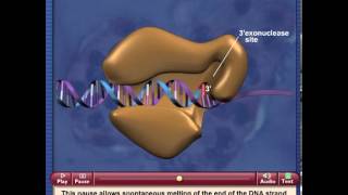 Proofreading of DNApolymerase [upl. by Anali]